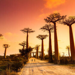 baobab